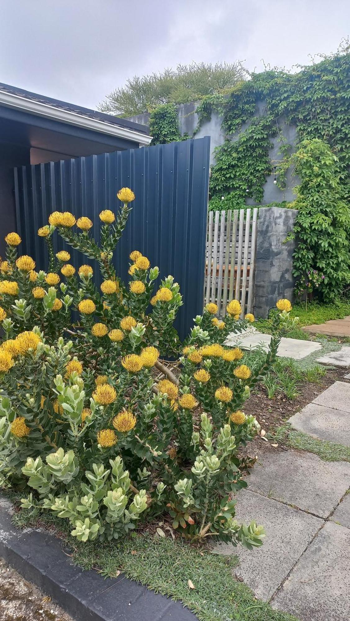 Yellow Door Hermanus Exterior foto